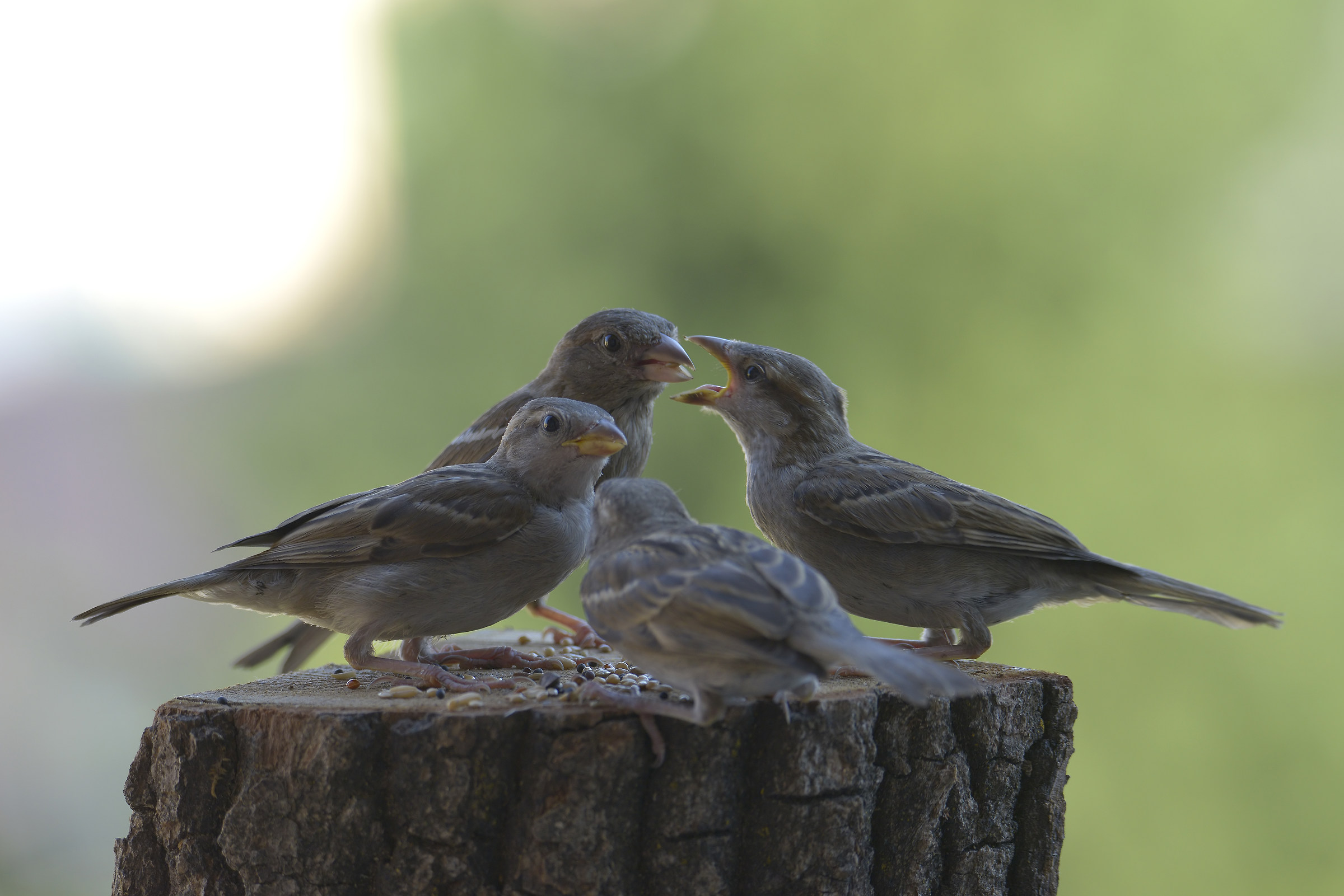 common sparrows...