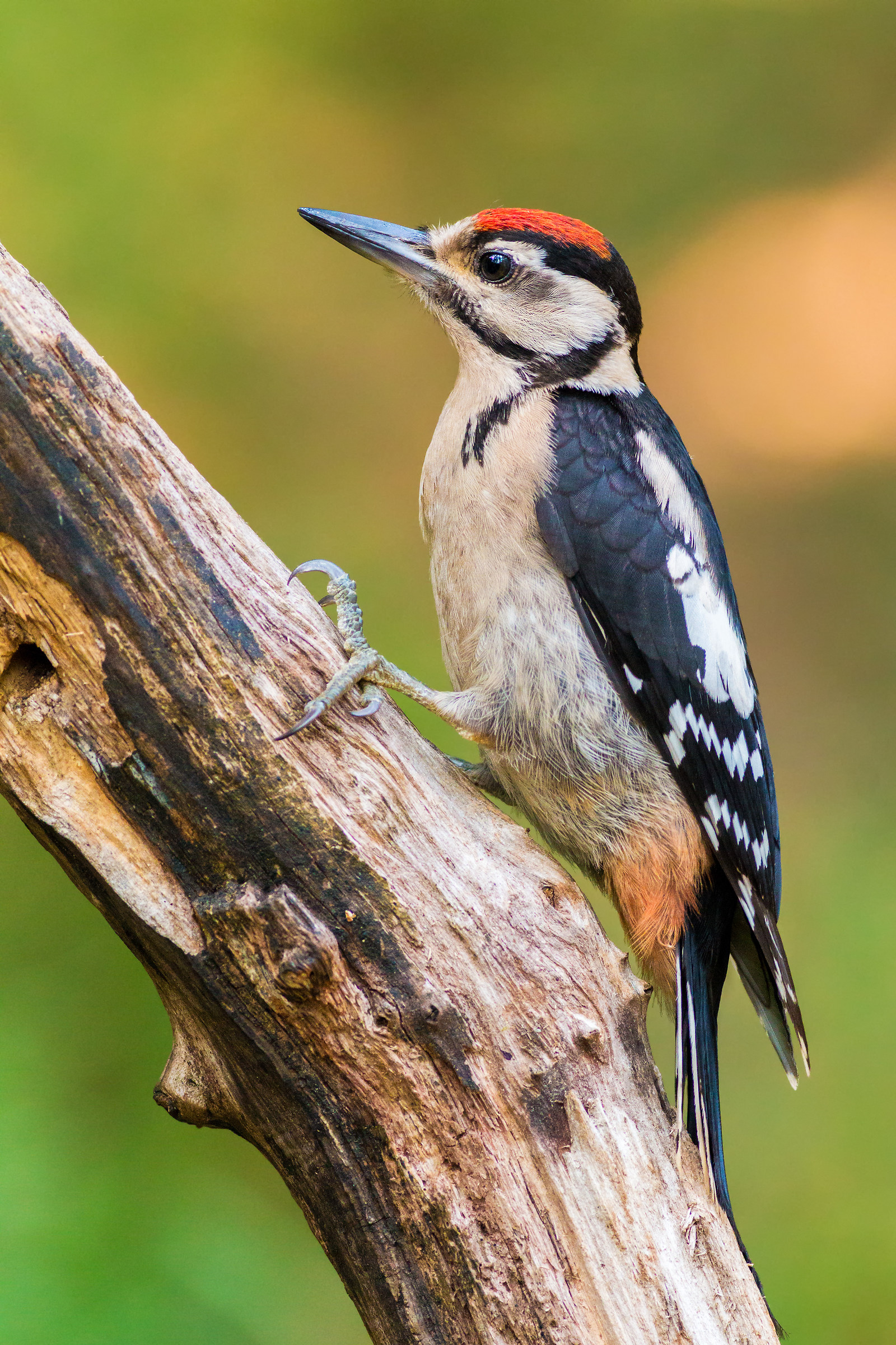 more young male spotted woodpecker...