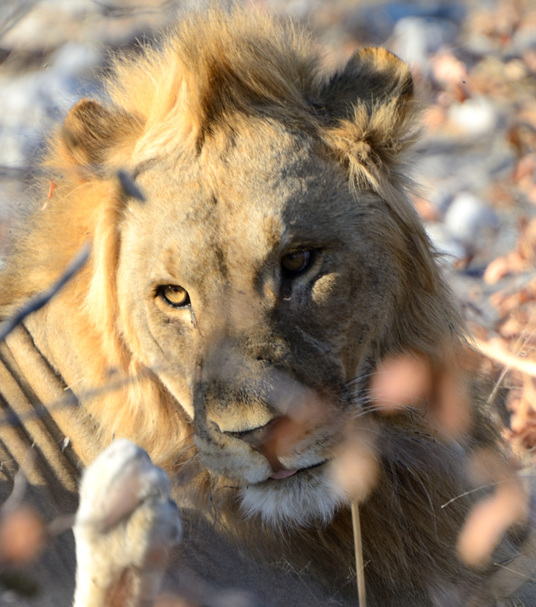 Etosha National Park, lion king...