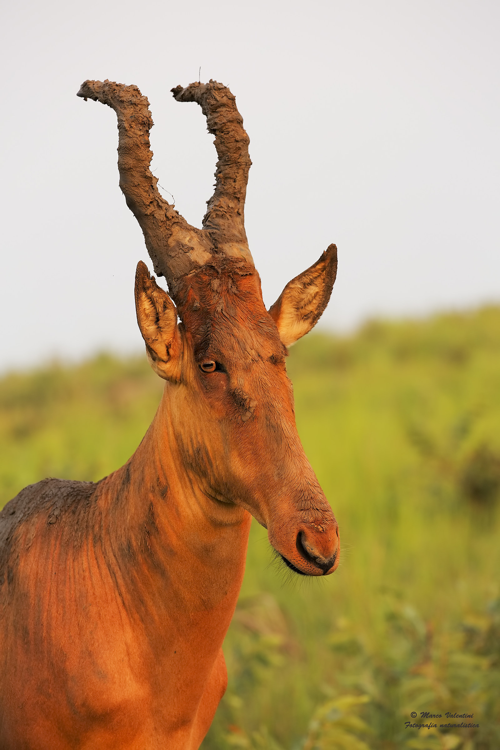 The mud mask - Hartebeest of Lelwel...