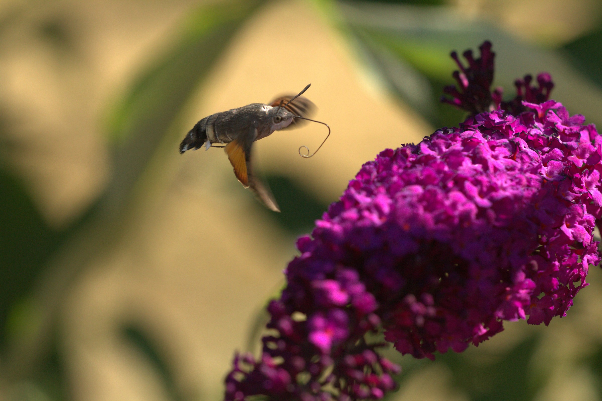 macroglossum stellatarum...