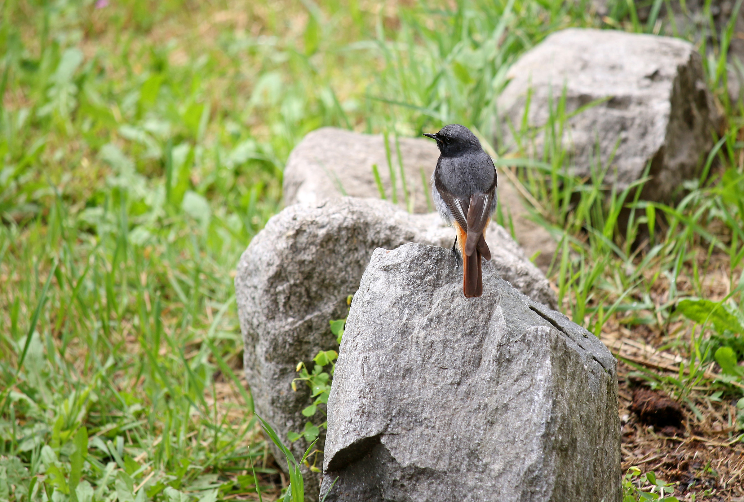 Redstart...