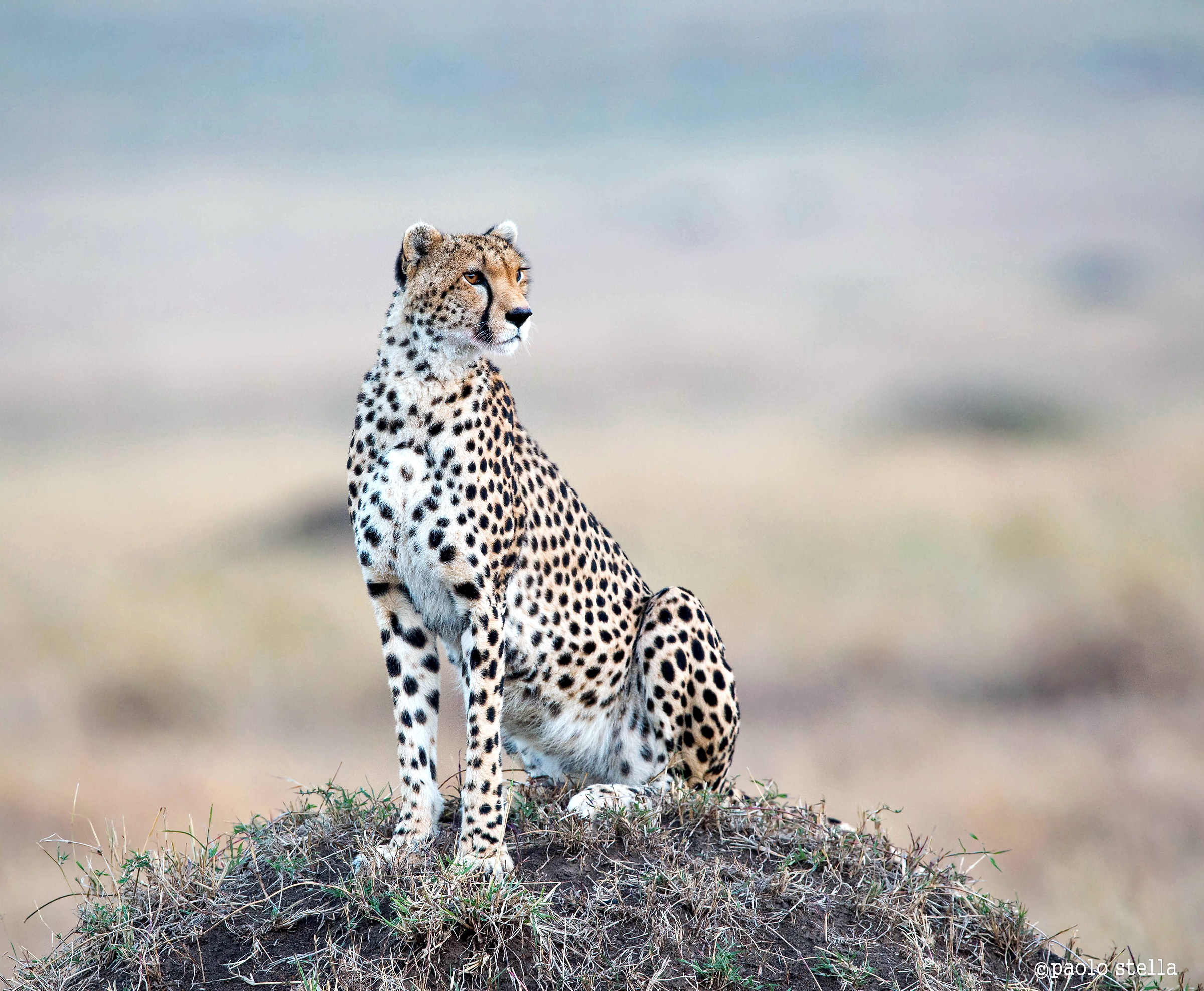 Cheetah on mound...
