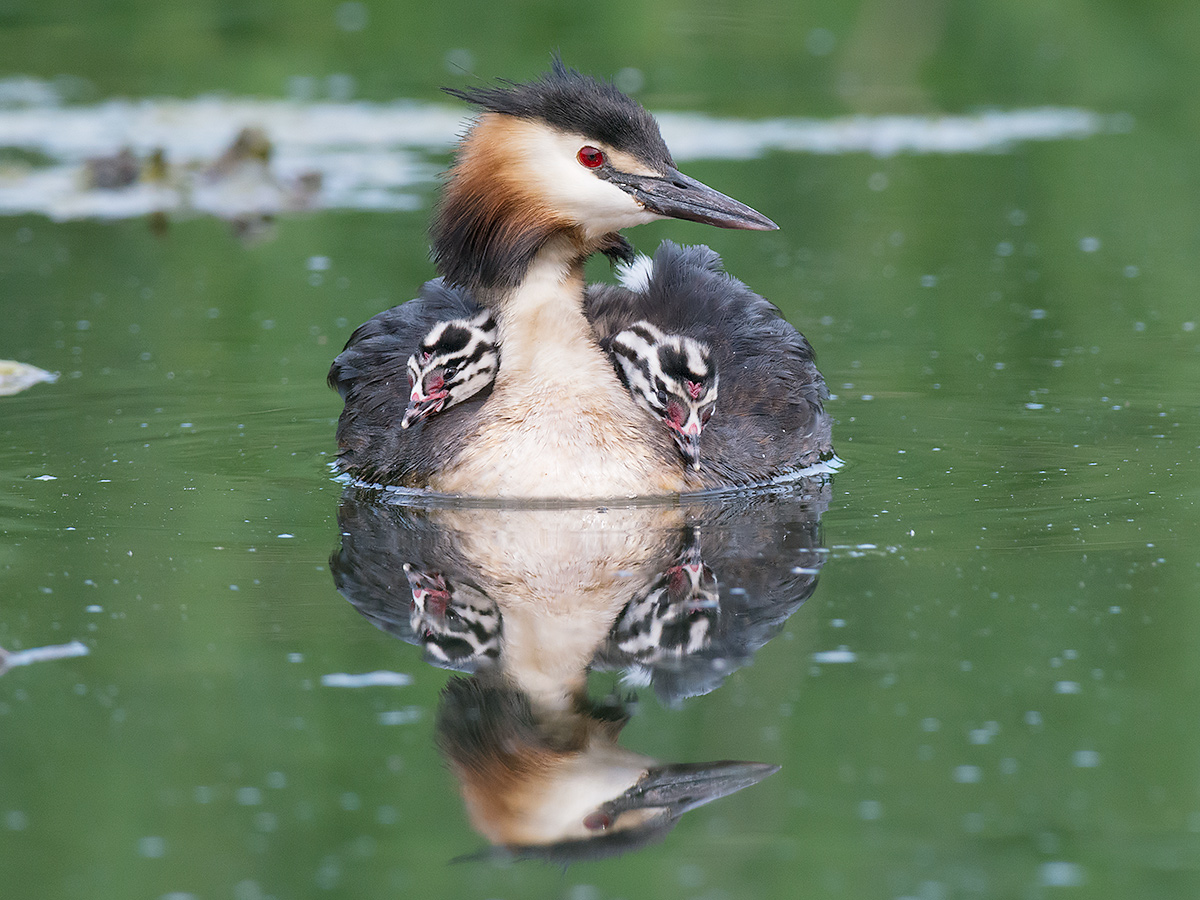 Grebe with small...