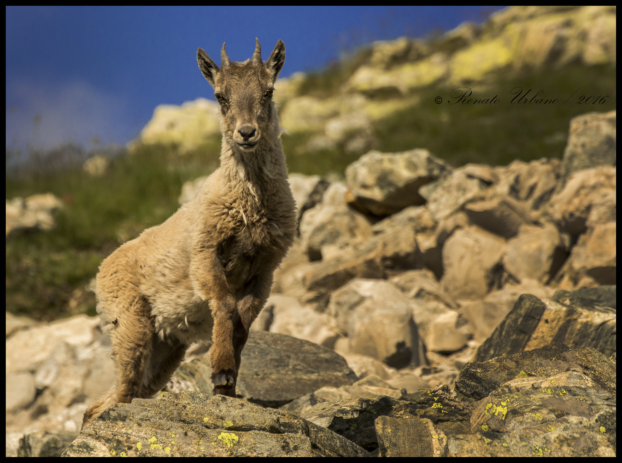 Little curious ibex...