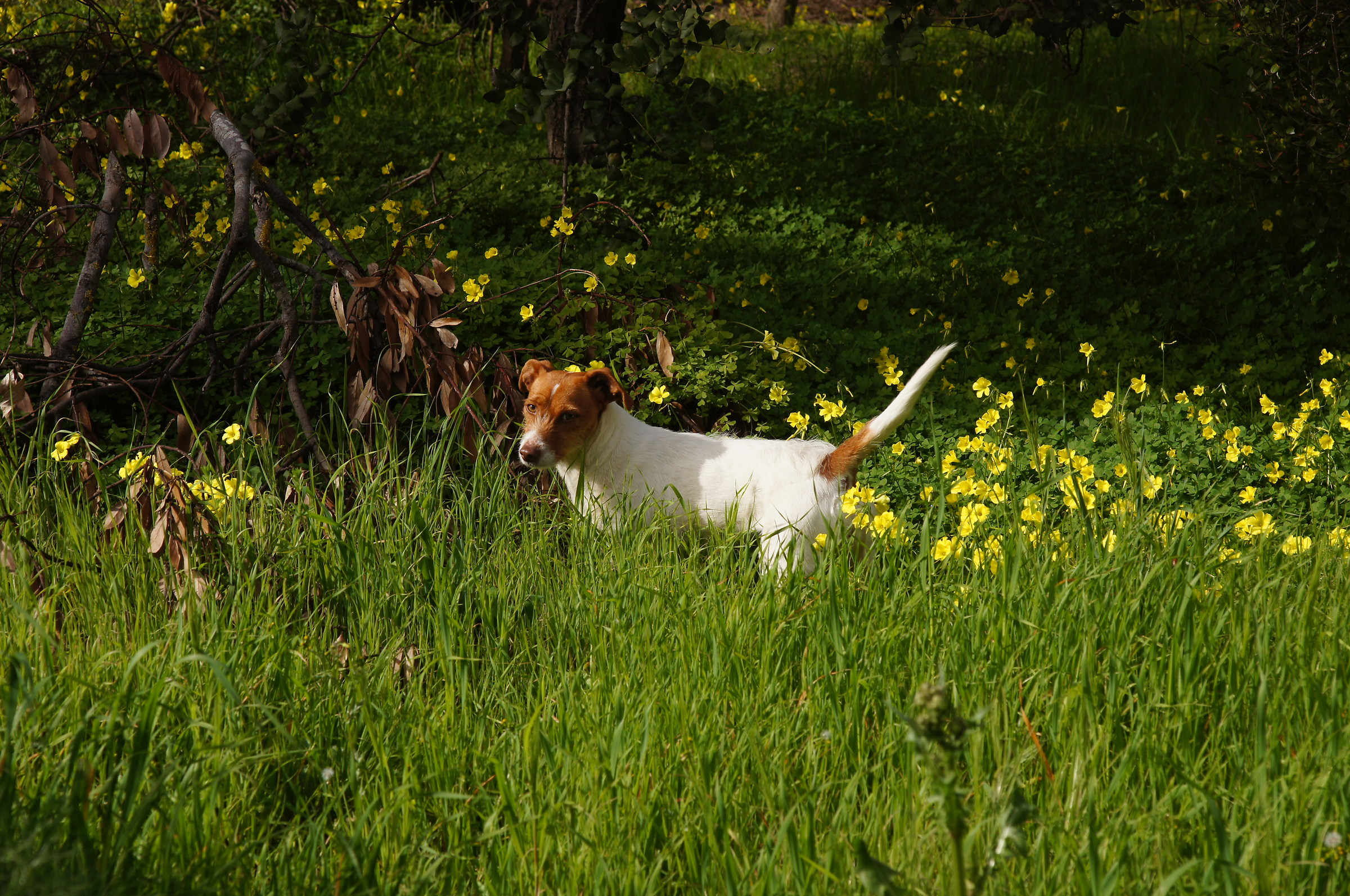 tThe my dog...