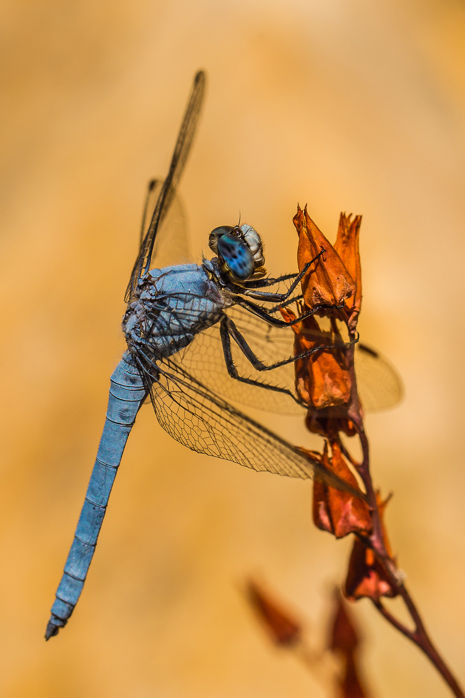 Blue dragonfly '...