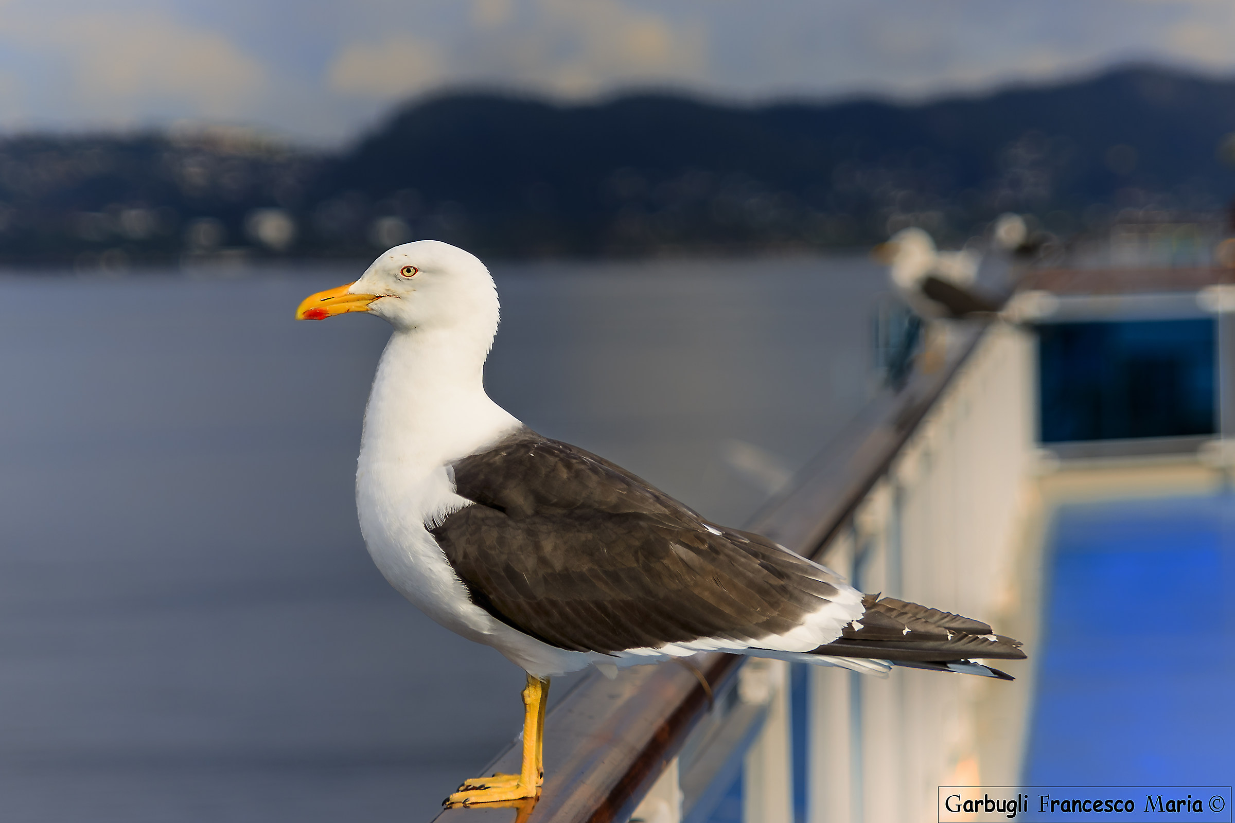 Royal Nordic seagull...
