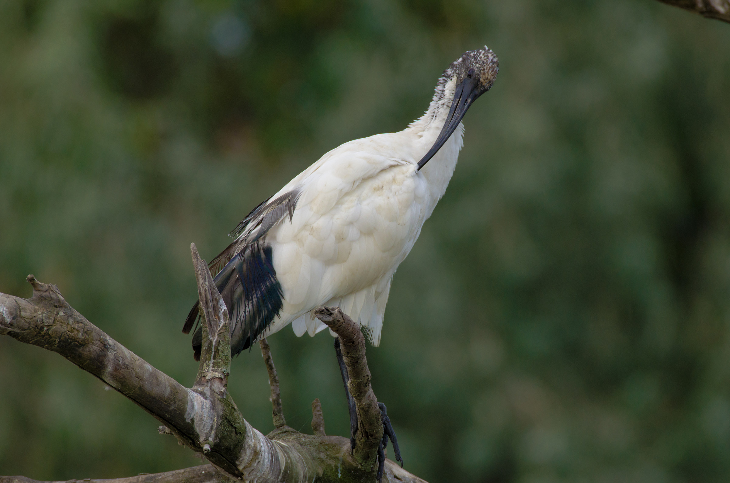 sacred ibis solo hd no crop...