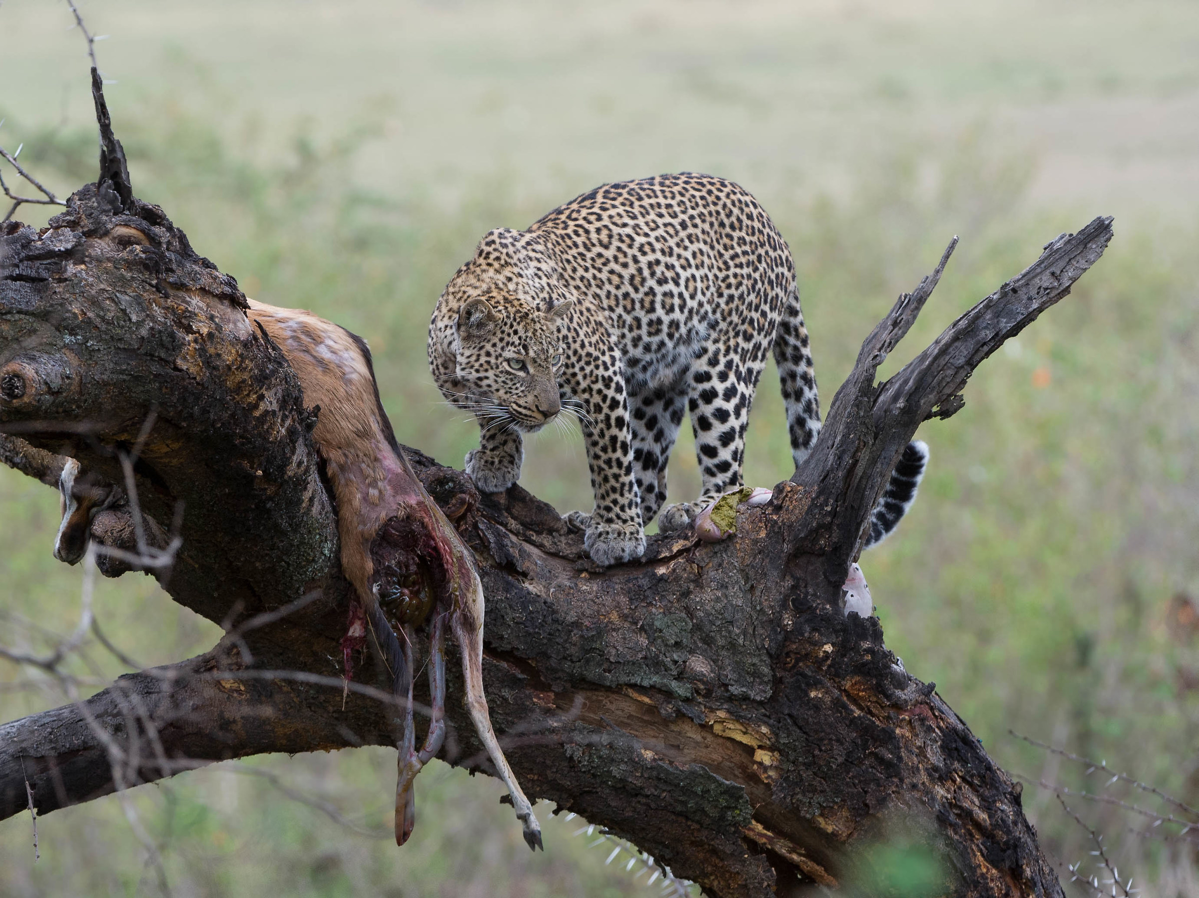 the leopard and its prey...
