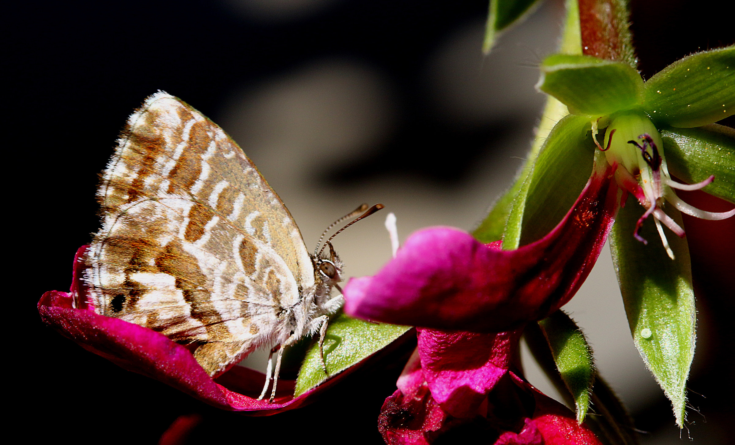 Butterfly on flower....