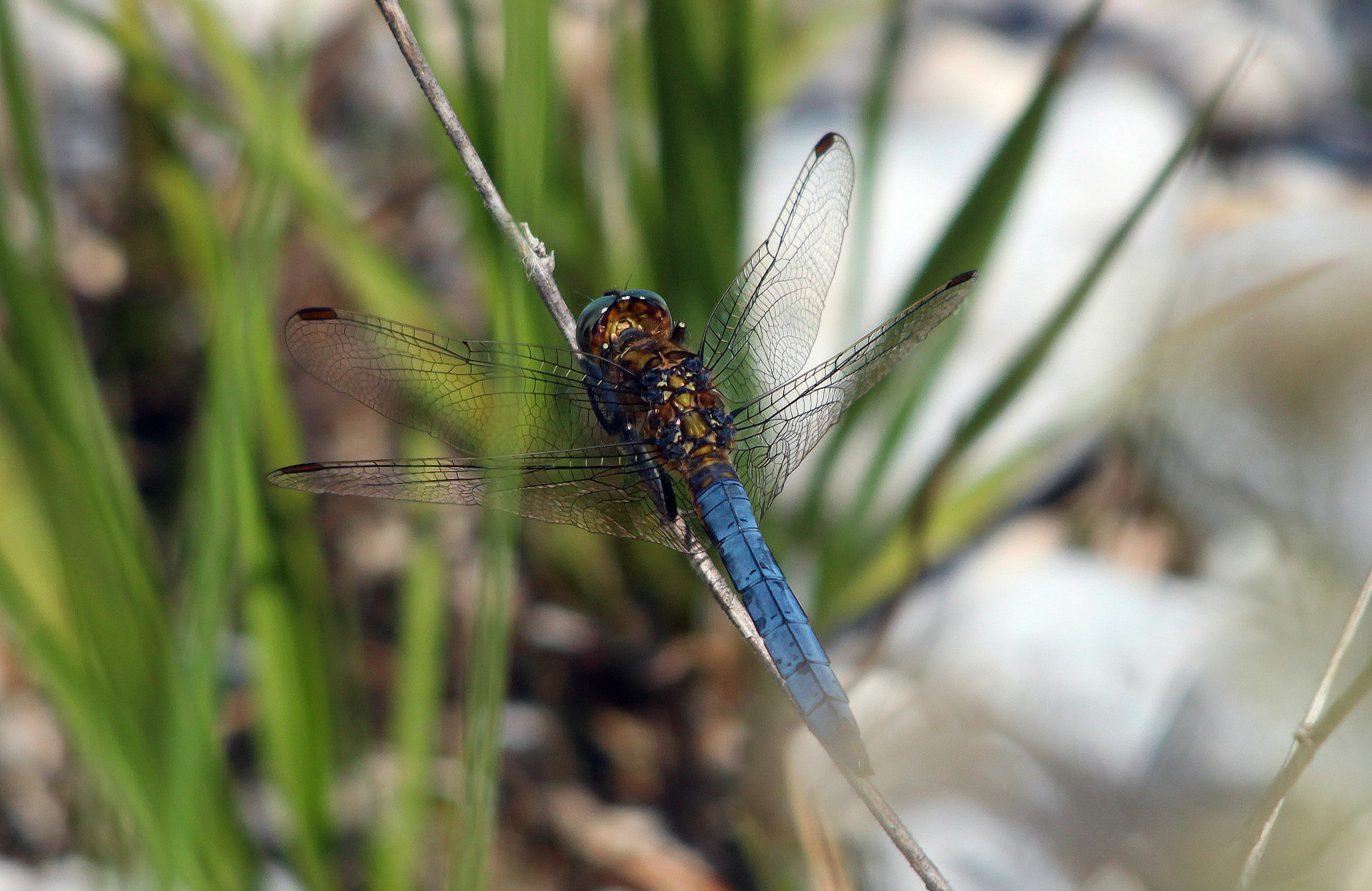 big blue dragonfly...