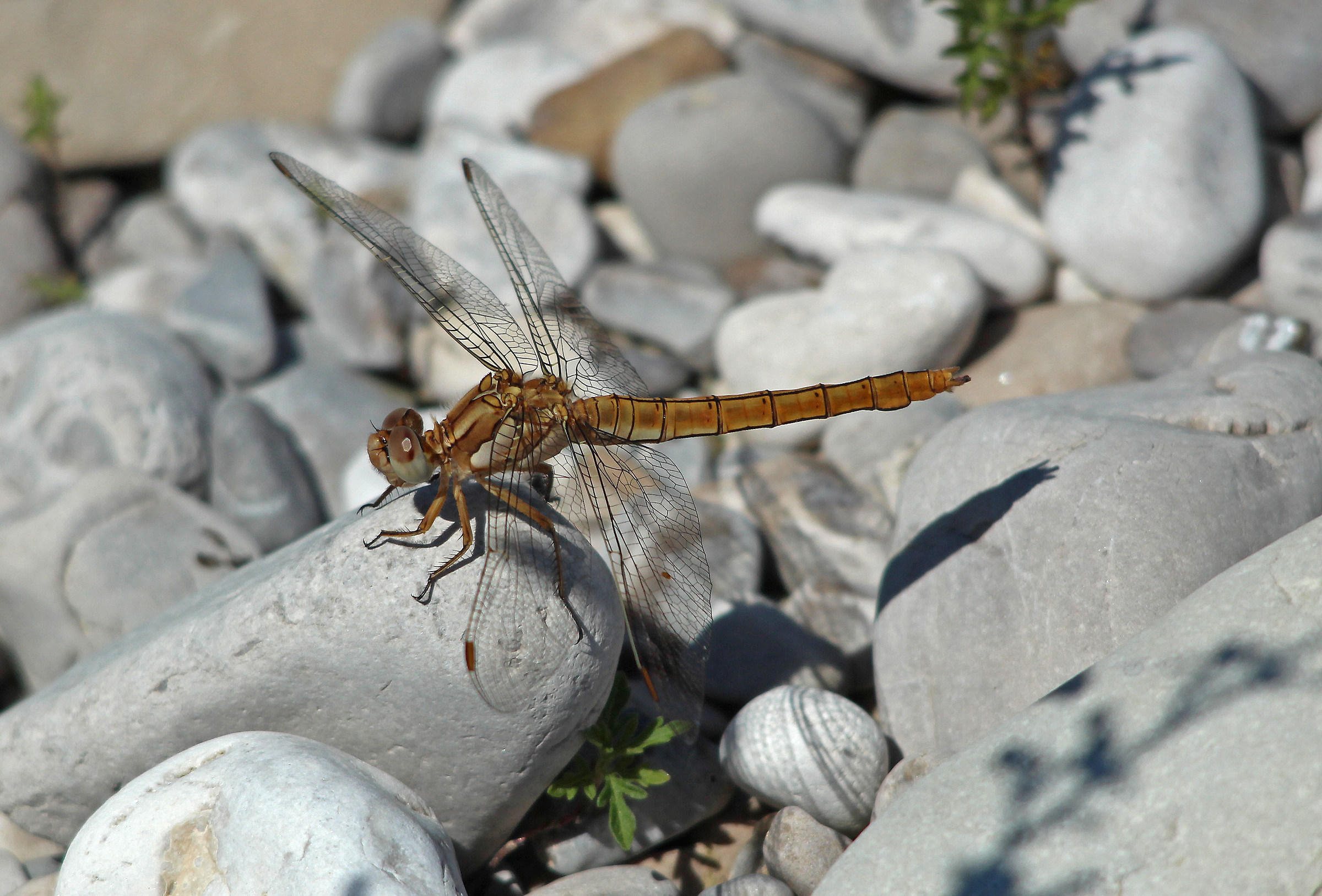 Dragonfly marron...