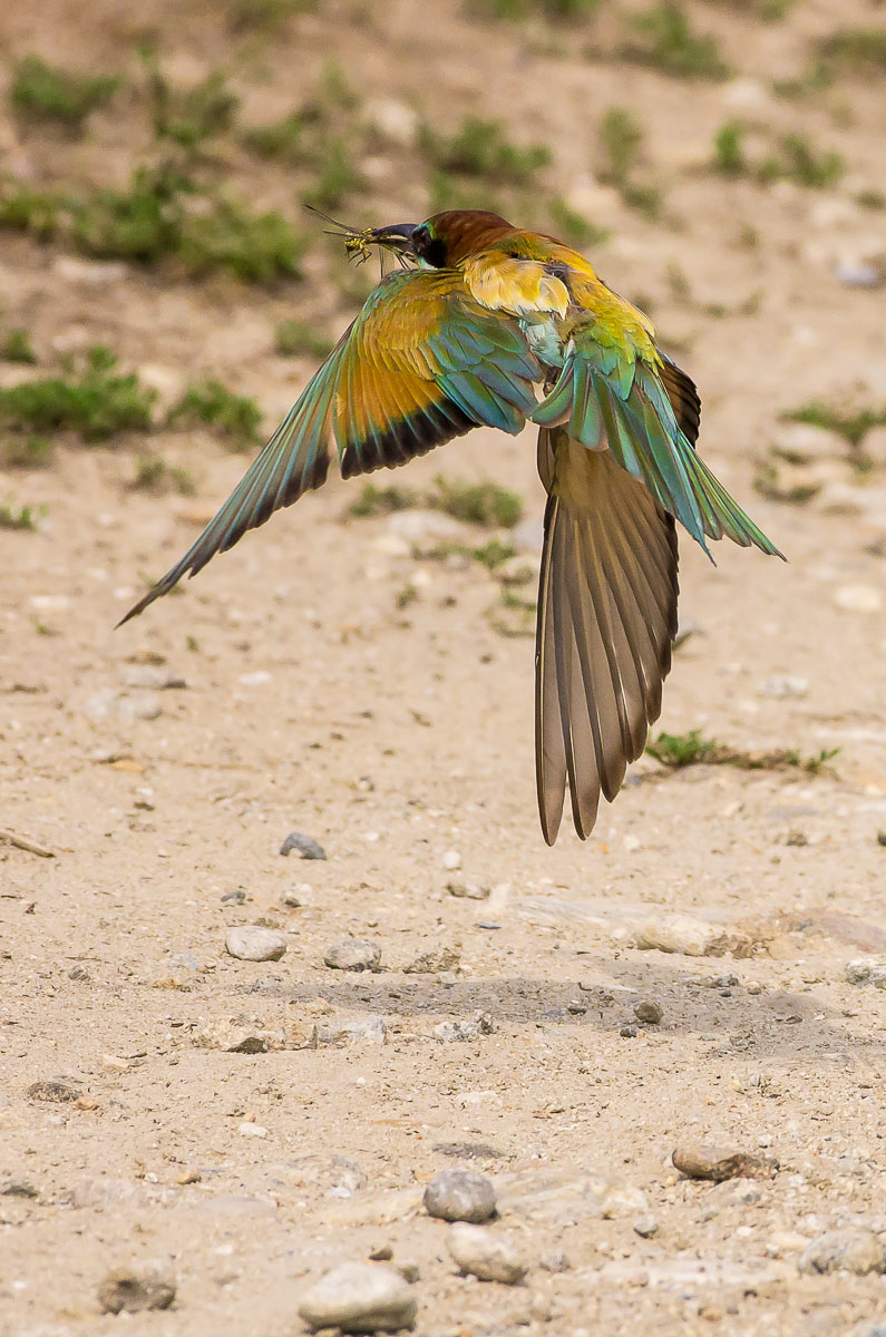 bee-eater with prey...