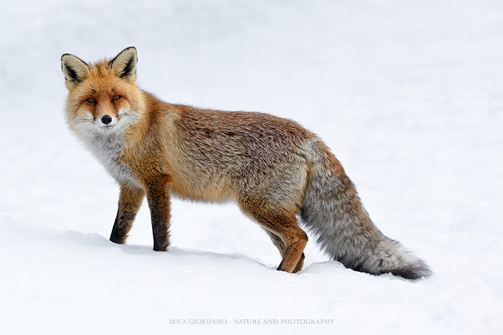 Volpe rossa - Red fox...