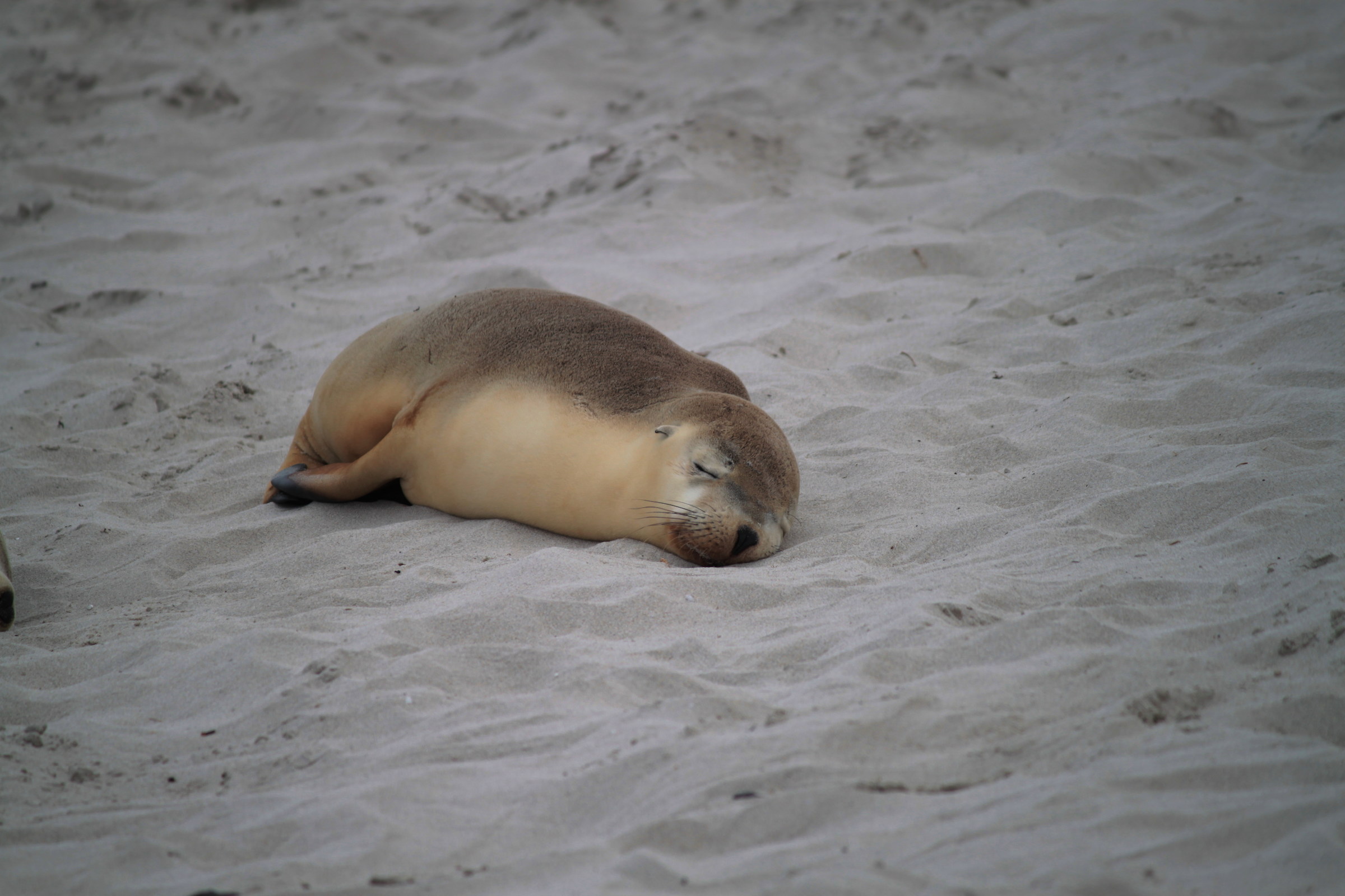 Sea Lion  baby...