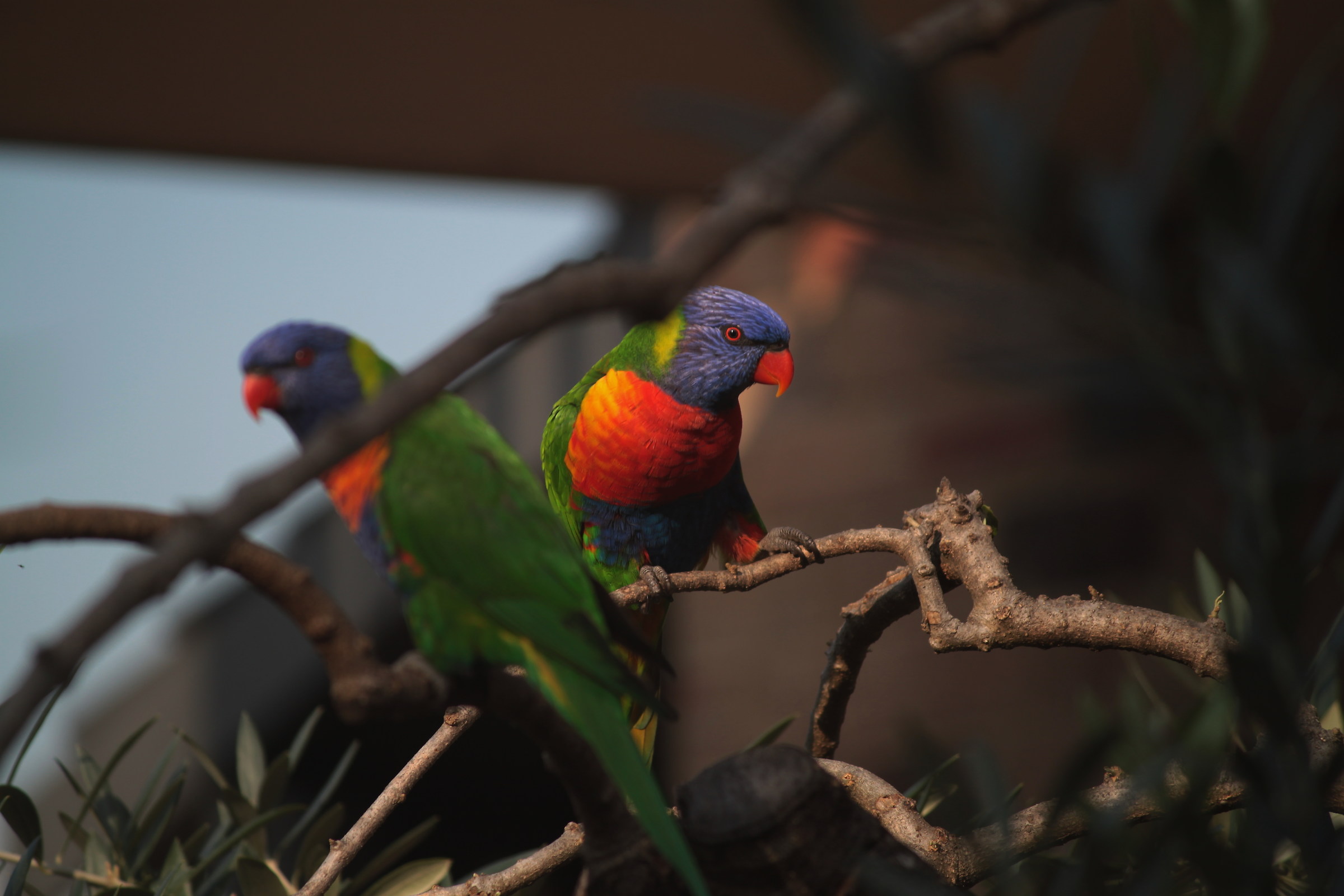 parrots...