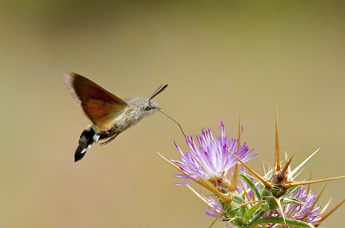 hummingbird hawk-moth...
