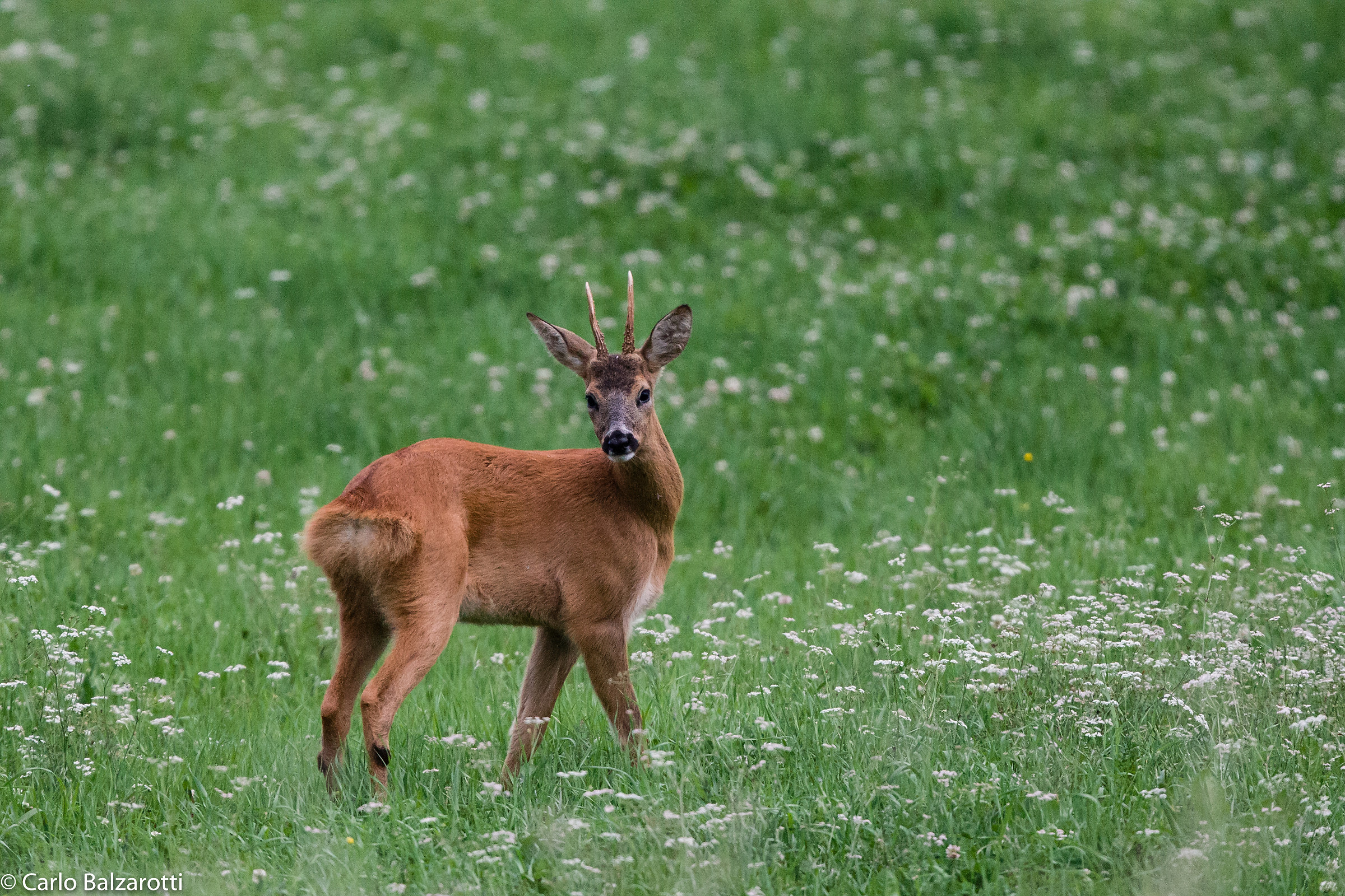 young deer...