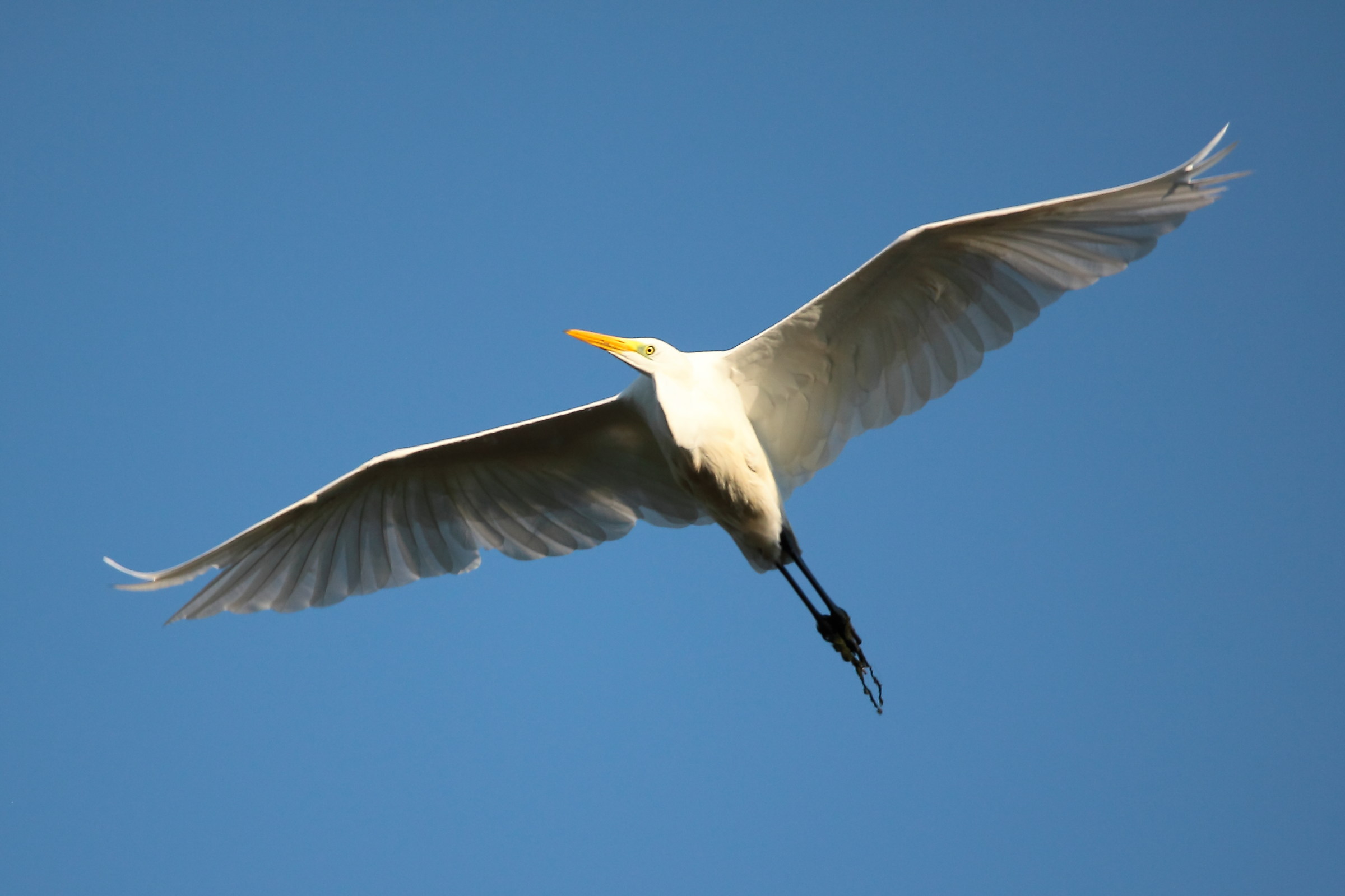 White heron in fly...
