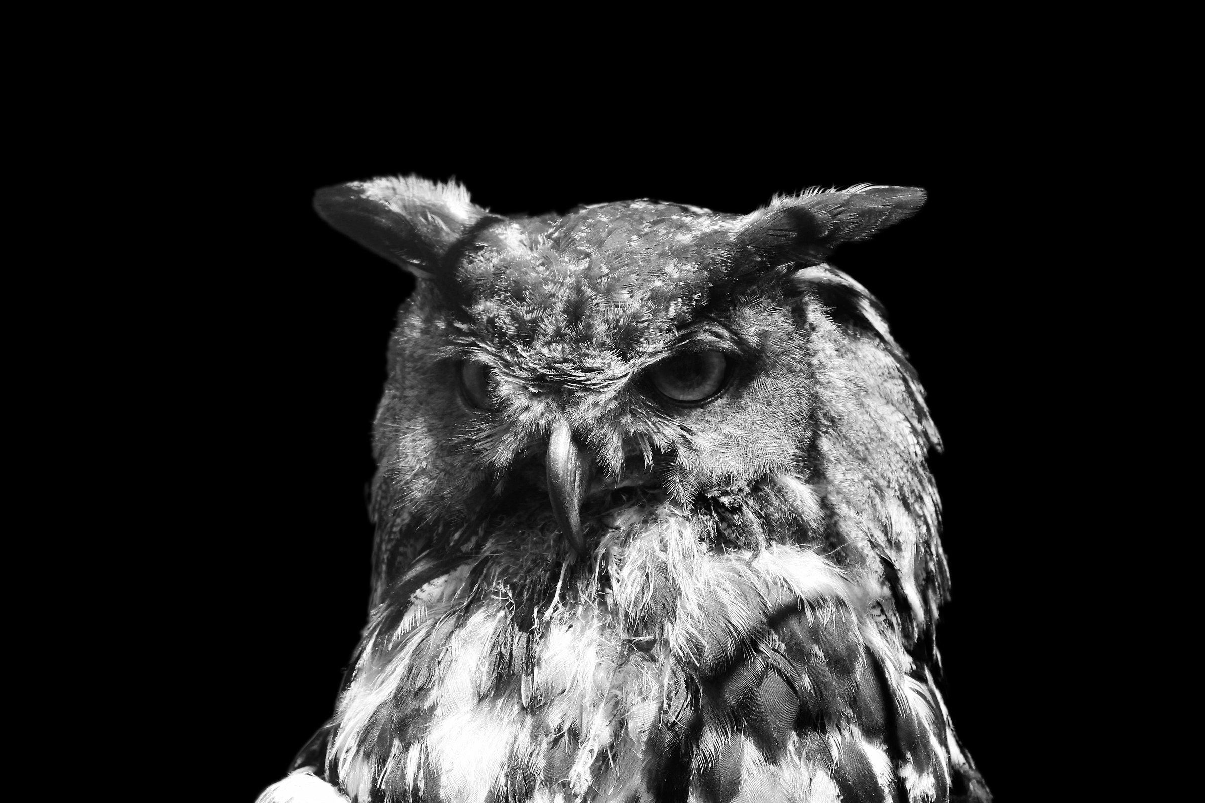 Owl...