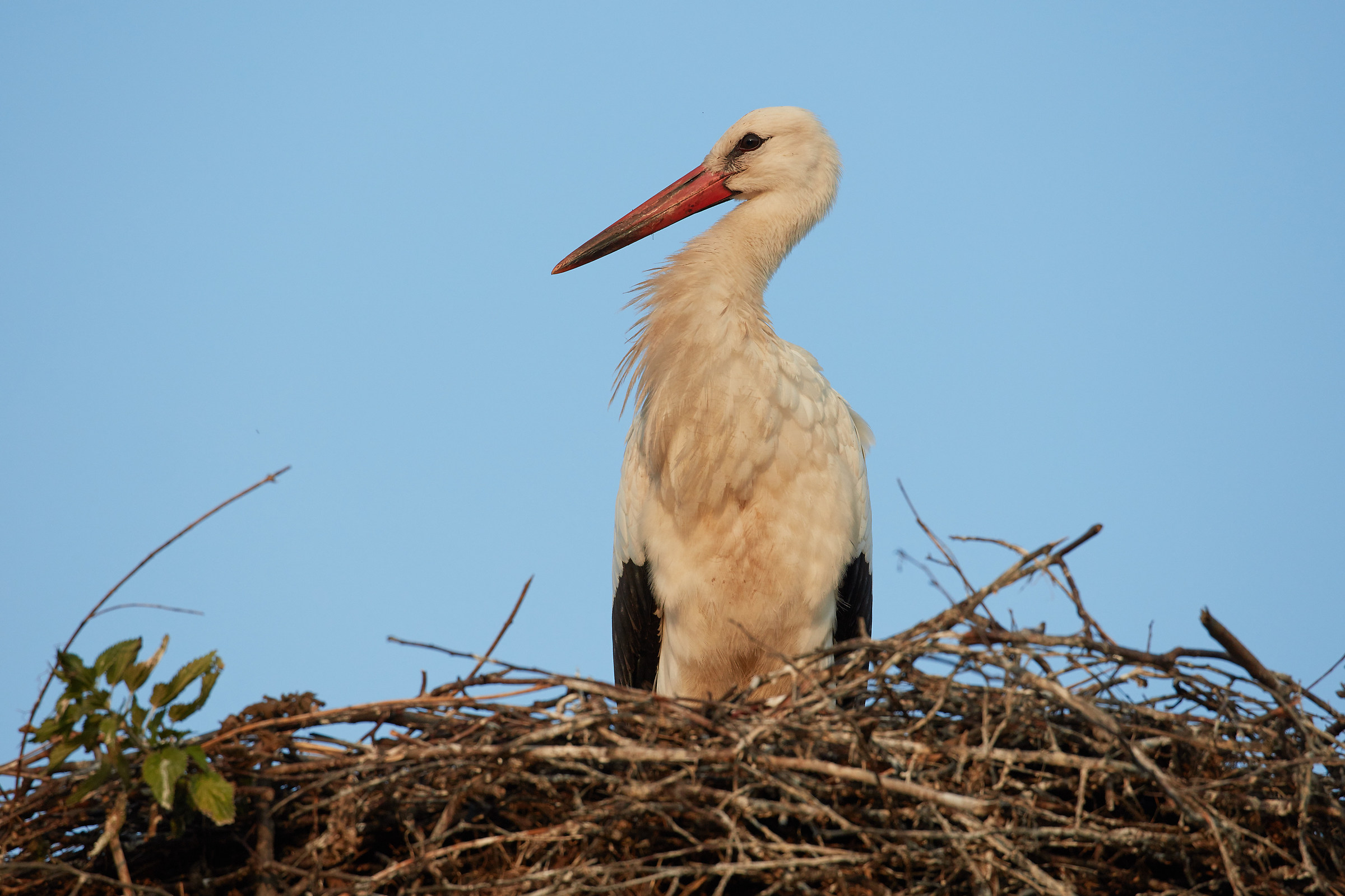 Croatian stork...