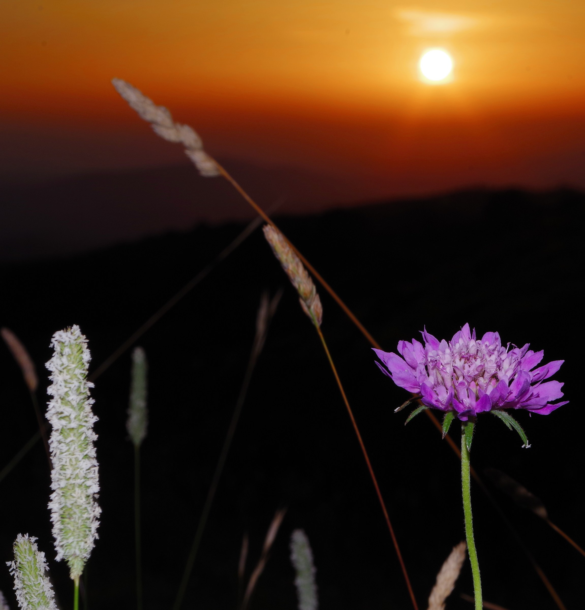 The sunset and the flower...