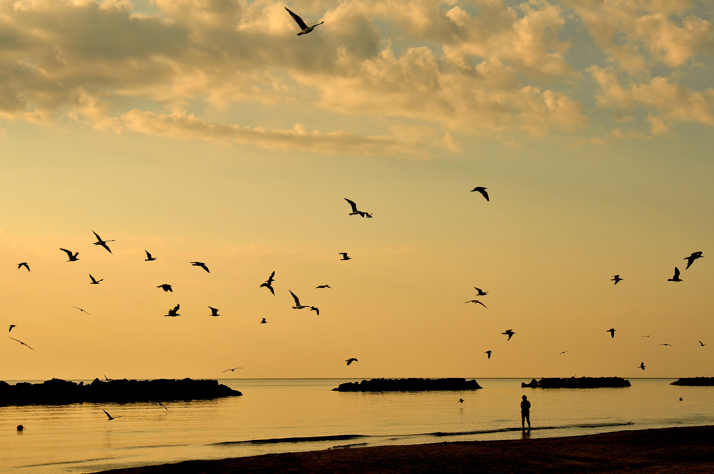 Flock of black birds...