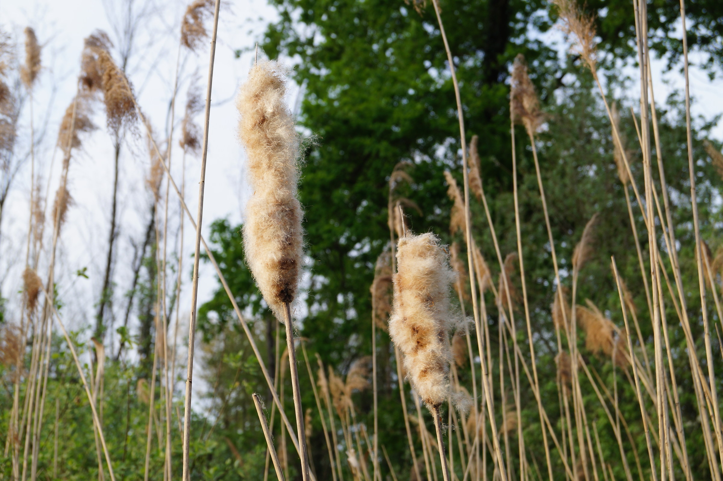 The wind ......