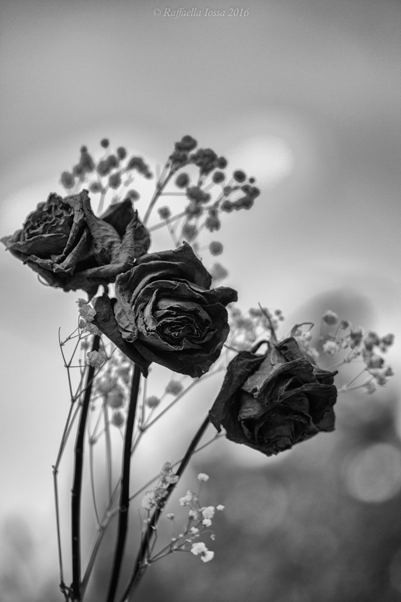 dried flowers...