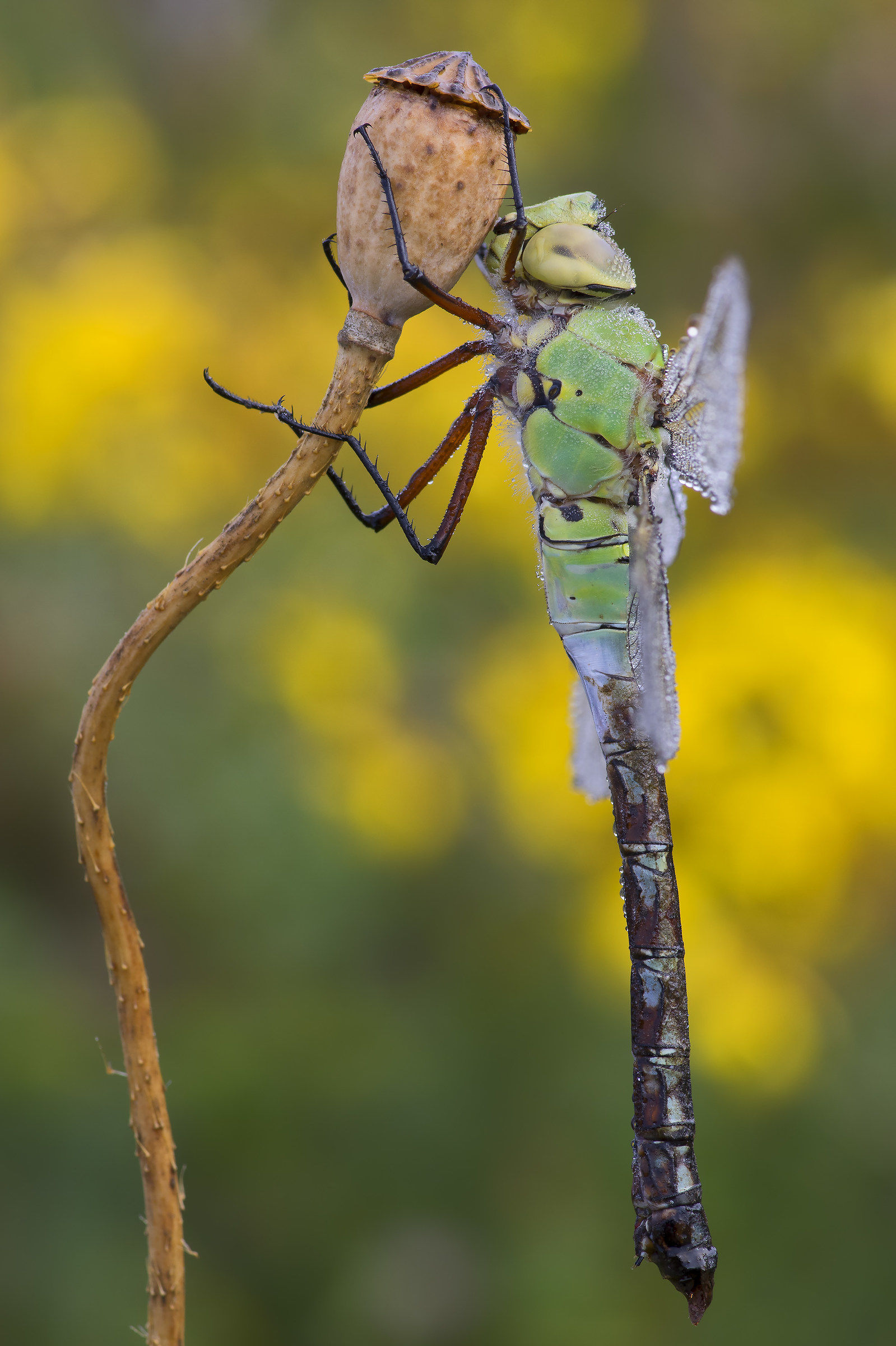 Emperor Dragonfly adult female...