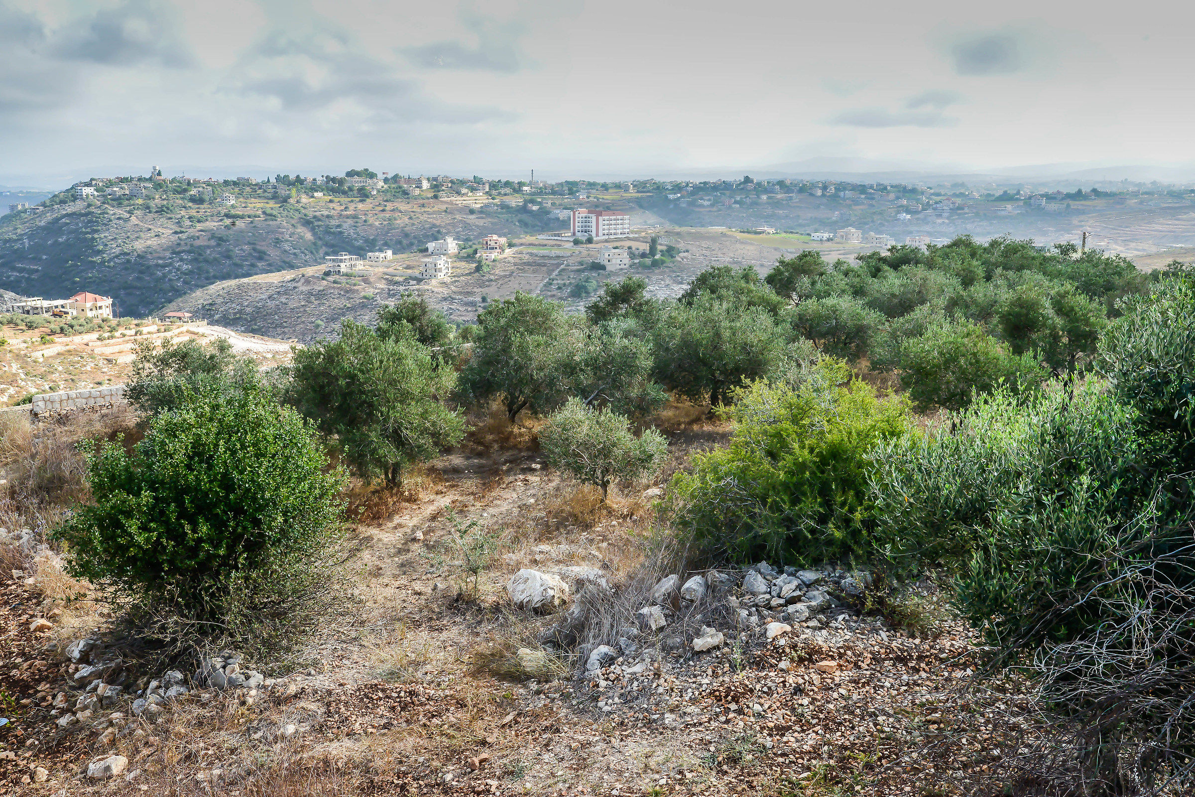 The Olive Trees...