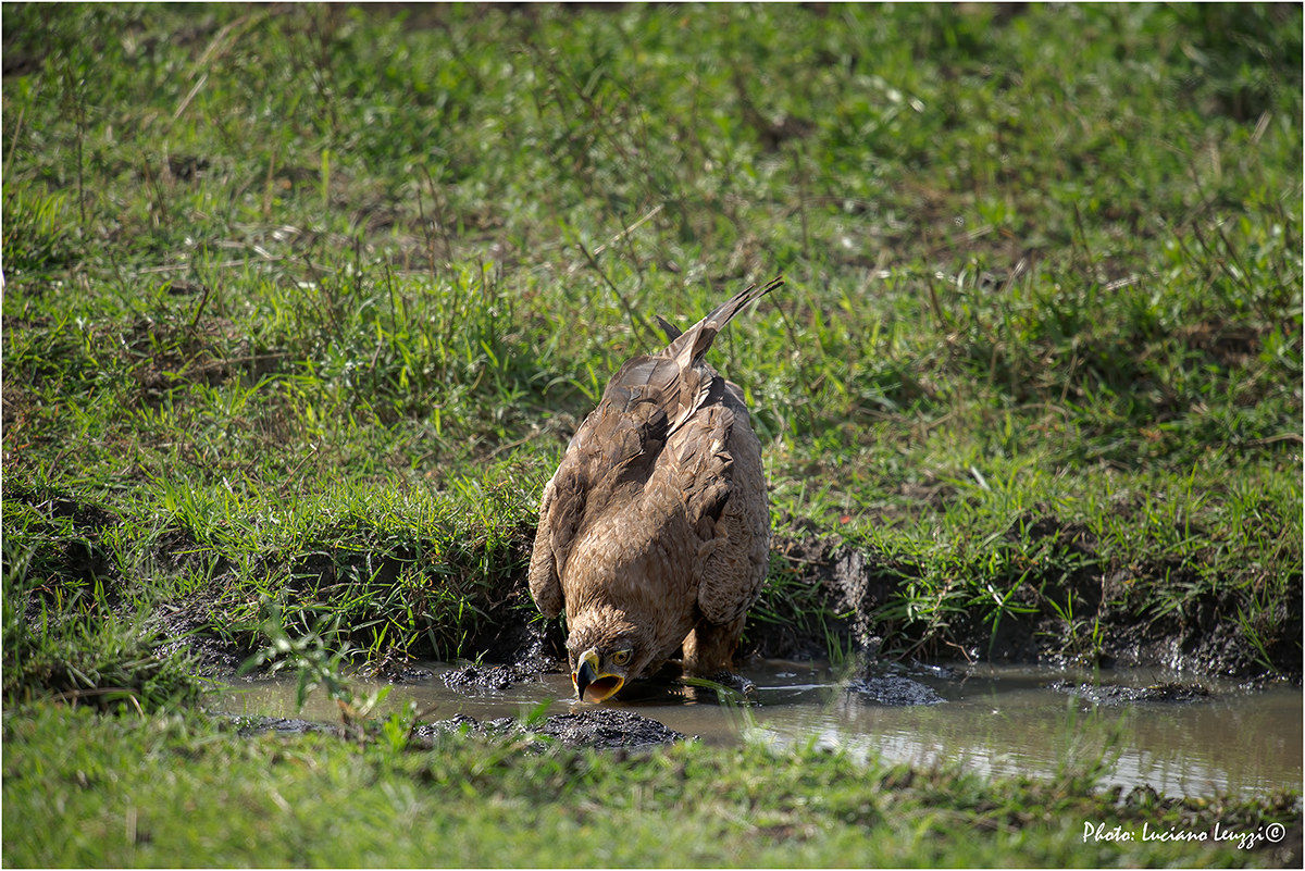 Aquila thirsty...