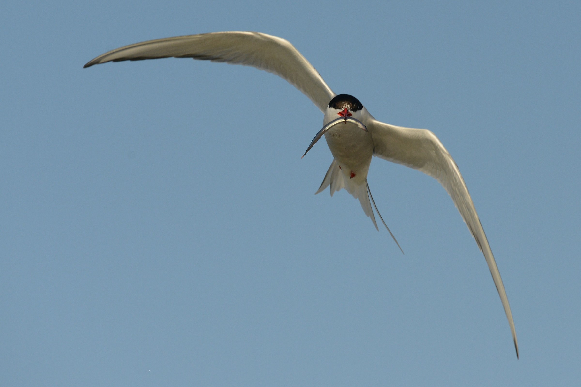 Arctic tern...
