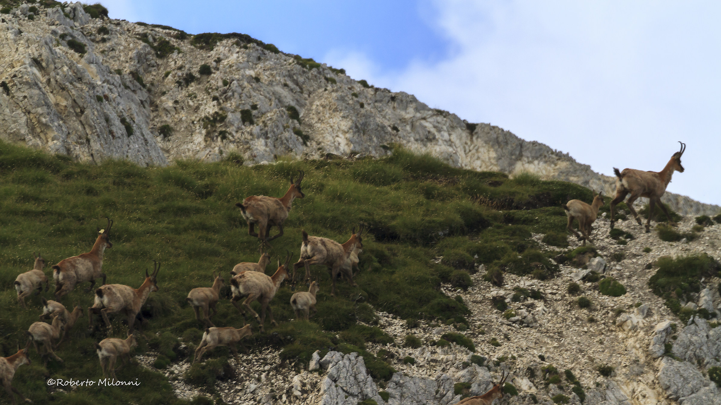 Pyrenean chamois Adorned...