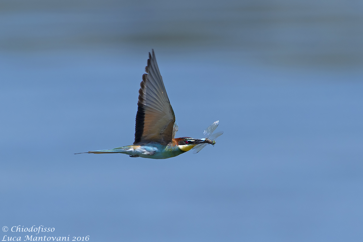 In August bee-eaters eat the dragonfly...
