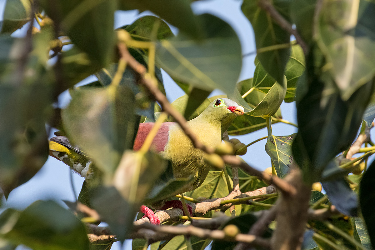Thick-billed Green-Pigeon...