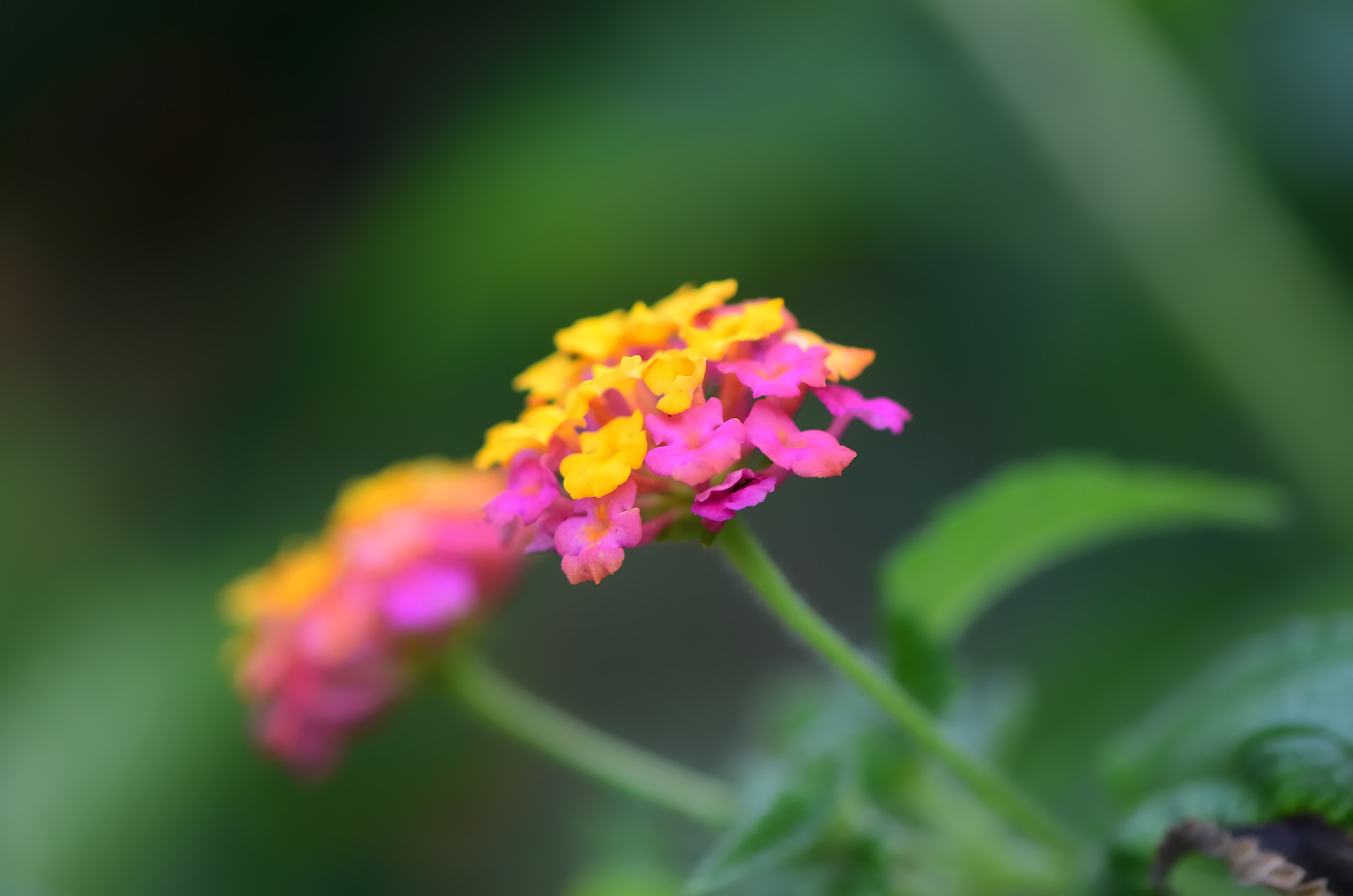Color Flower...