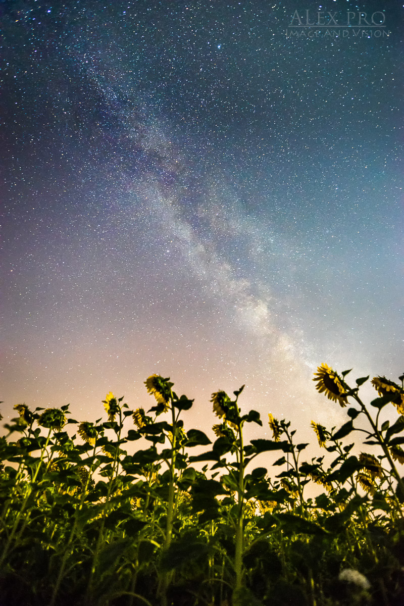 sunflowers also sometimes watch the stars !!!...