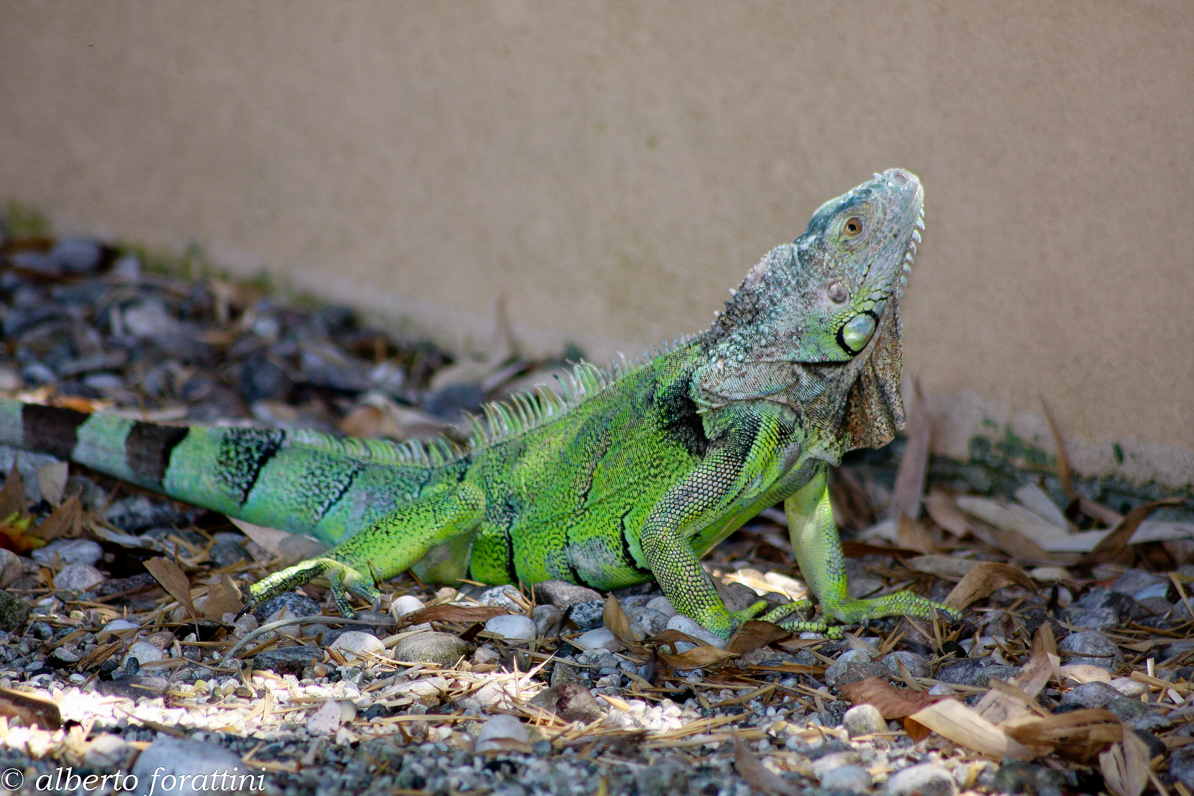 green iguana...