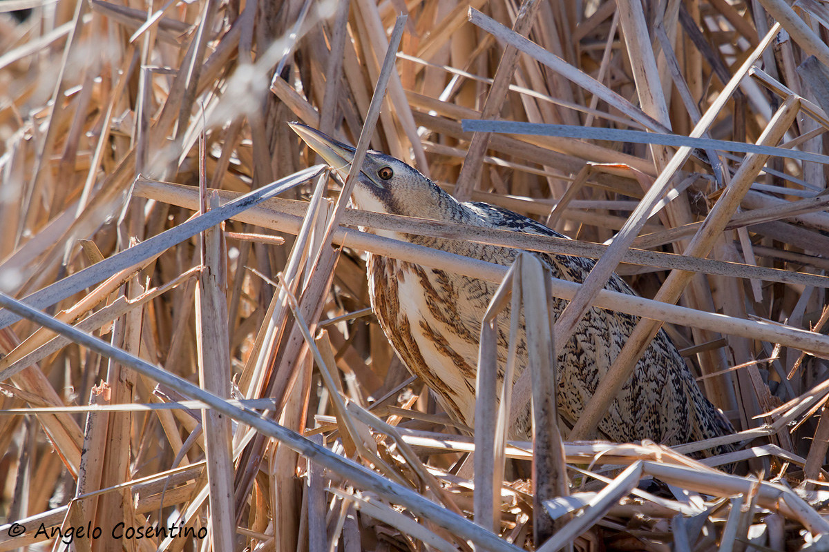 bittern set...