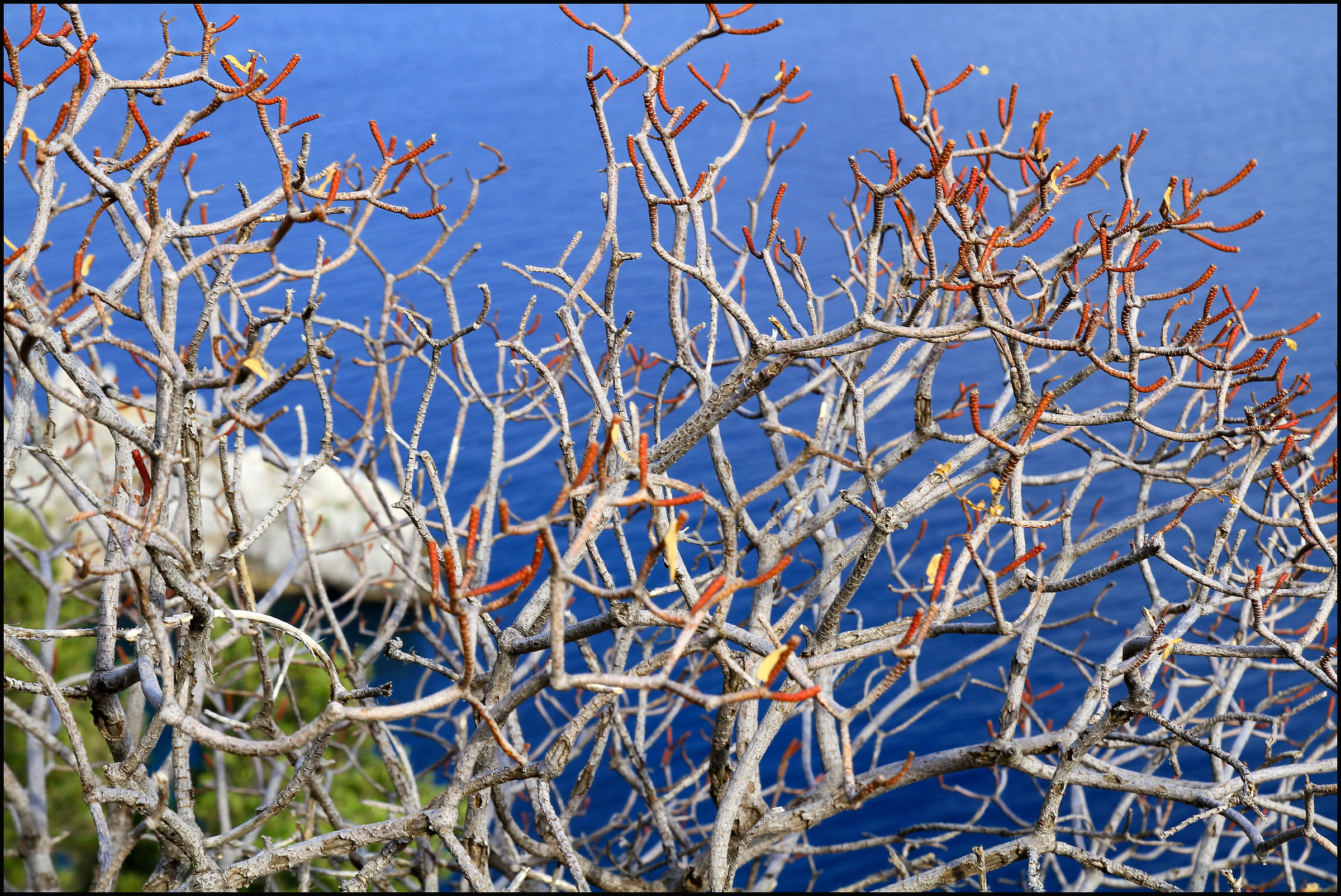 vegetazione sul mare.......