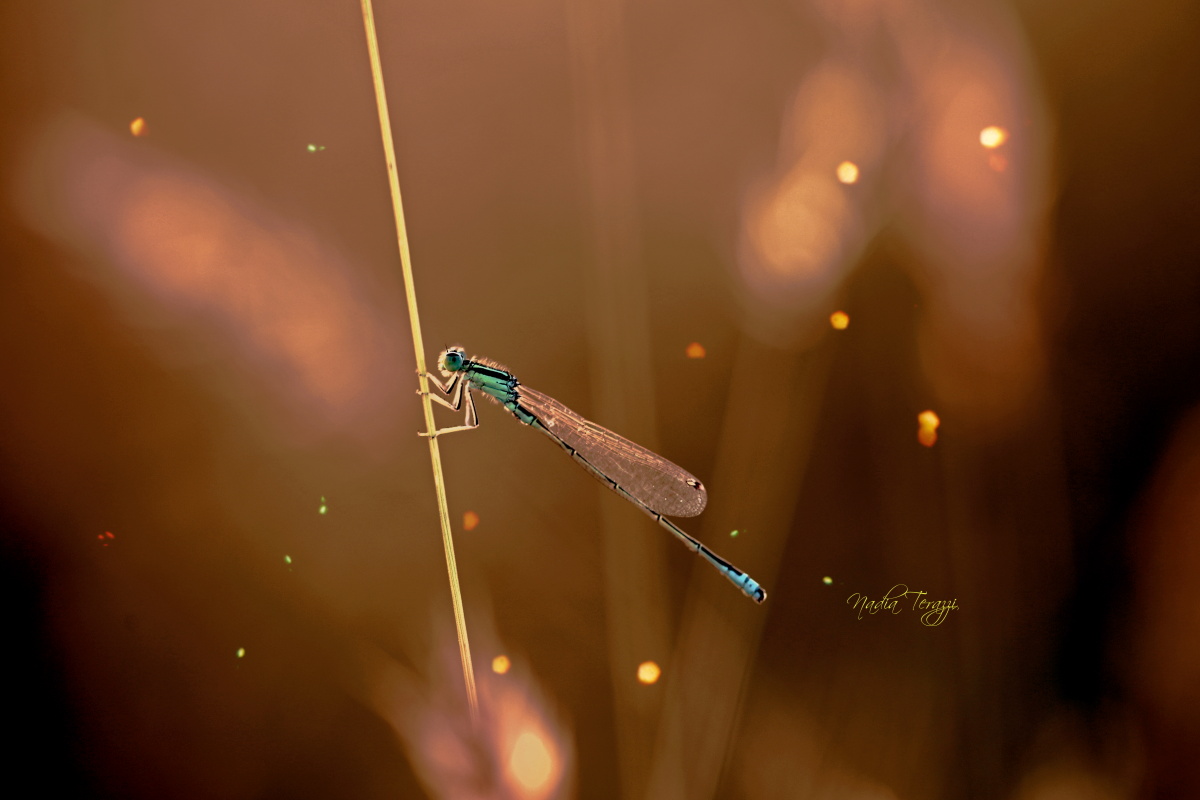 my first dragonfly...