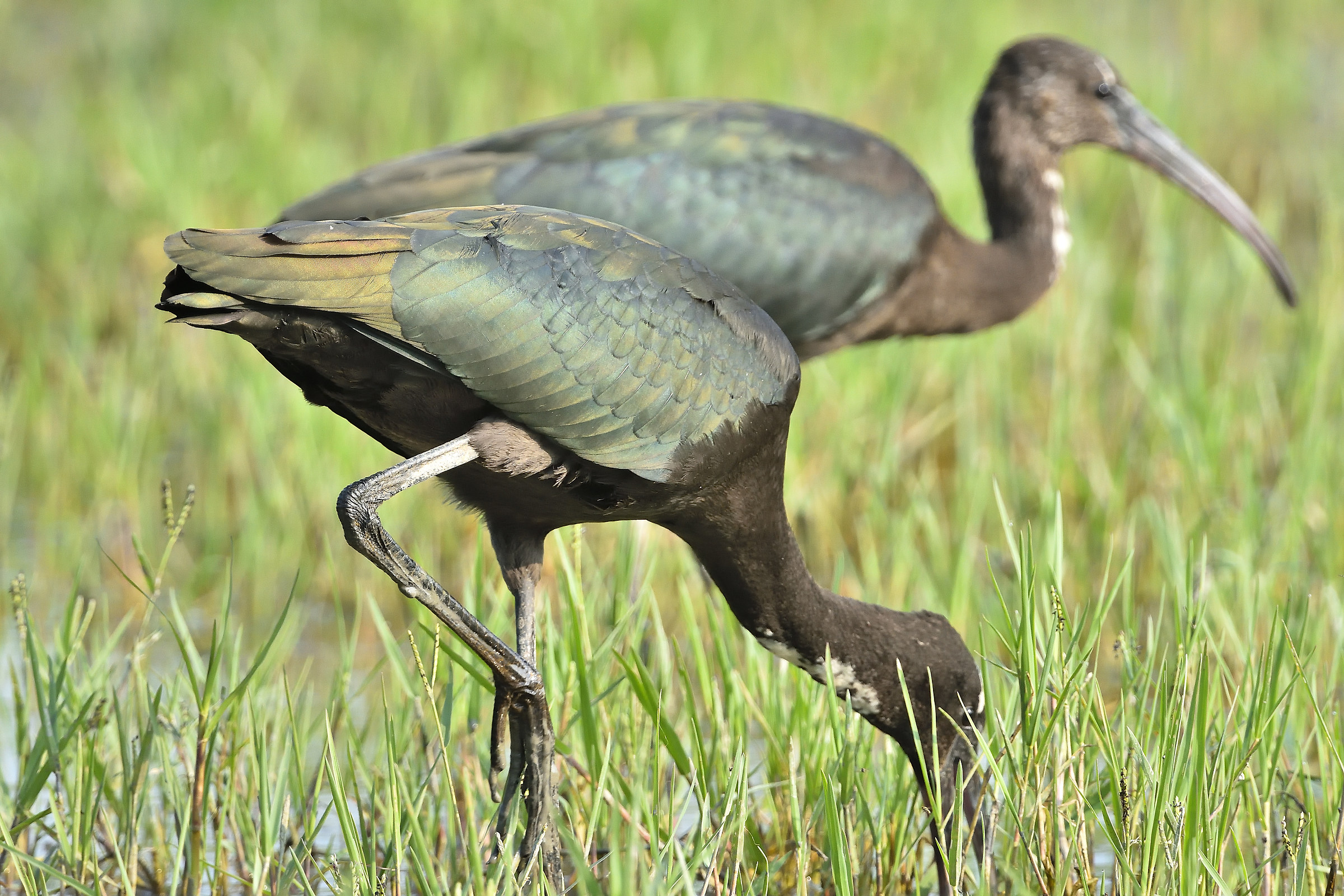 For those who do not know, these are the glossy ibis couple...