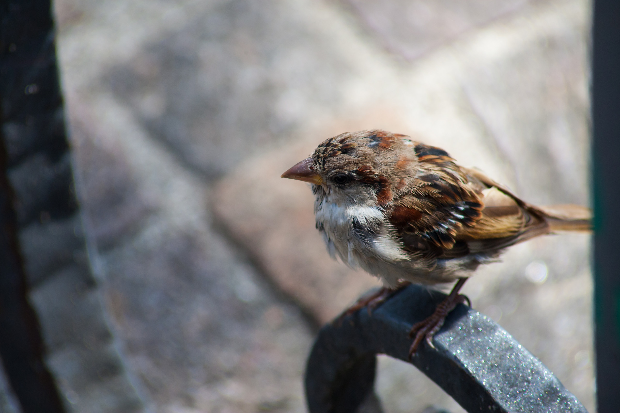 Sparrow at Lake Garda...