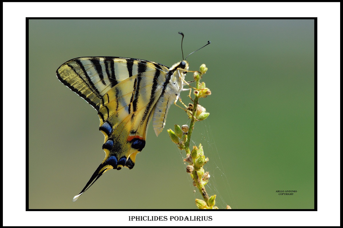 Scarce Swallowtail...