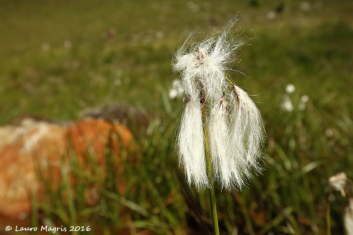 cotton-grass...