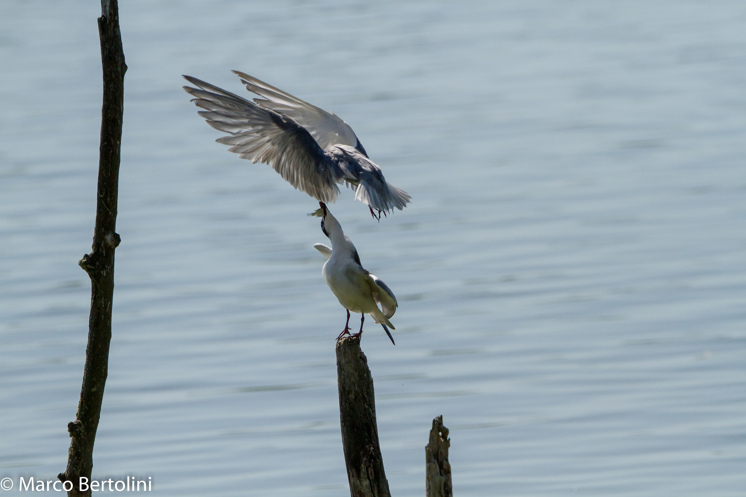 Sequence black terns leaded 1...