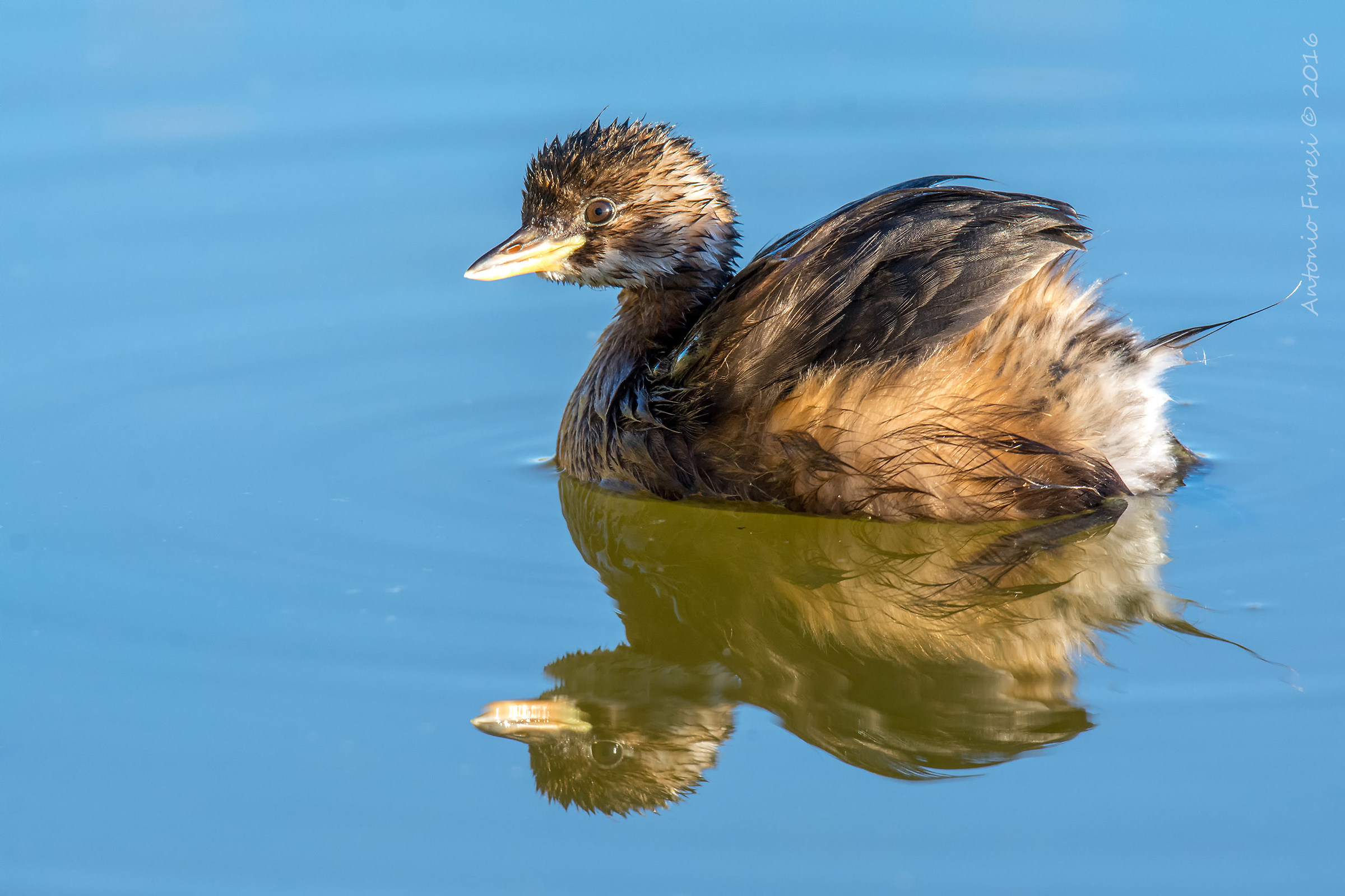 Little grebe young...
