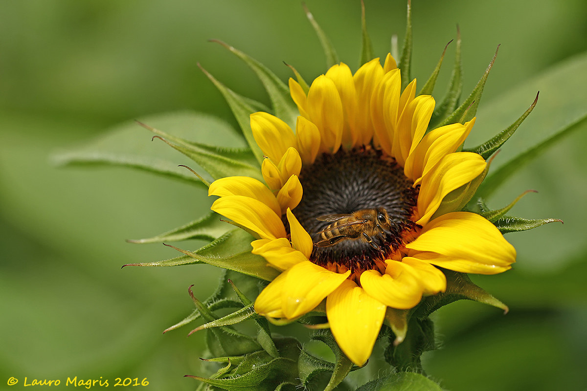 Visit the Sunflower...